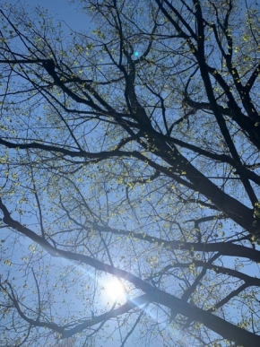 Stromy - pohled na nebe skrz větve
