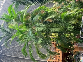 Stromy - neonově zelená palma