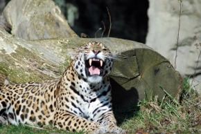 Martin Modrovský - Leopard
