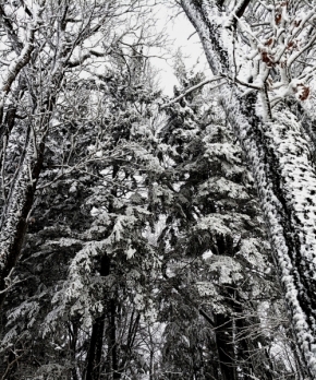 Stromy - zimní majestátnost smrků