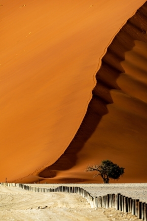 Stromy - Strom, odvaha a vůle - život v poušti Namib