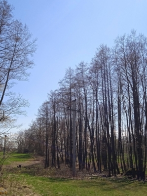 Stromy - na kraji lesa