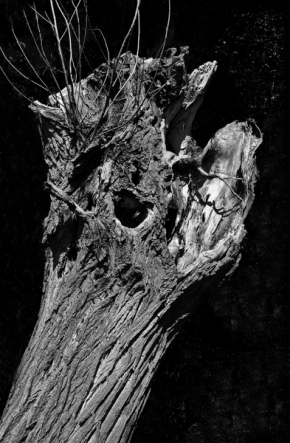 Stromy - Hlava příšery