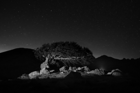Stromy - Noční vládce