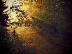 Stromy - Podzim ve zlatě