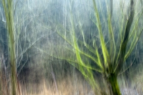 Stromy - Abstrakce 
