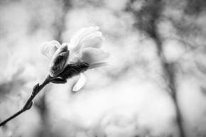 Květa Trčková - Magnolie