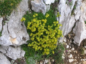 Květiny - něco málo z Alp