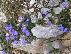 Květiny - zvonky v Alpách