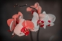 Radek Hortenský - Orchidej