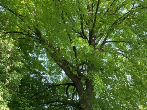 Naty Smitková - koruna stromu