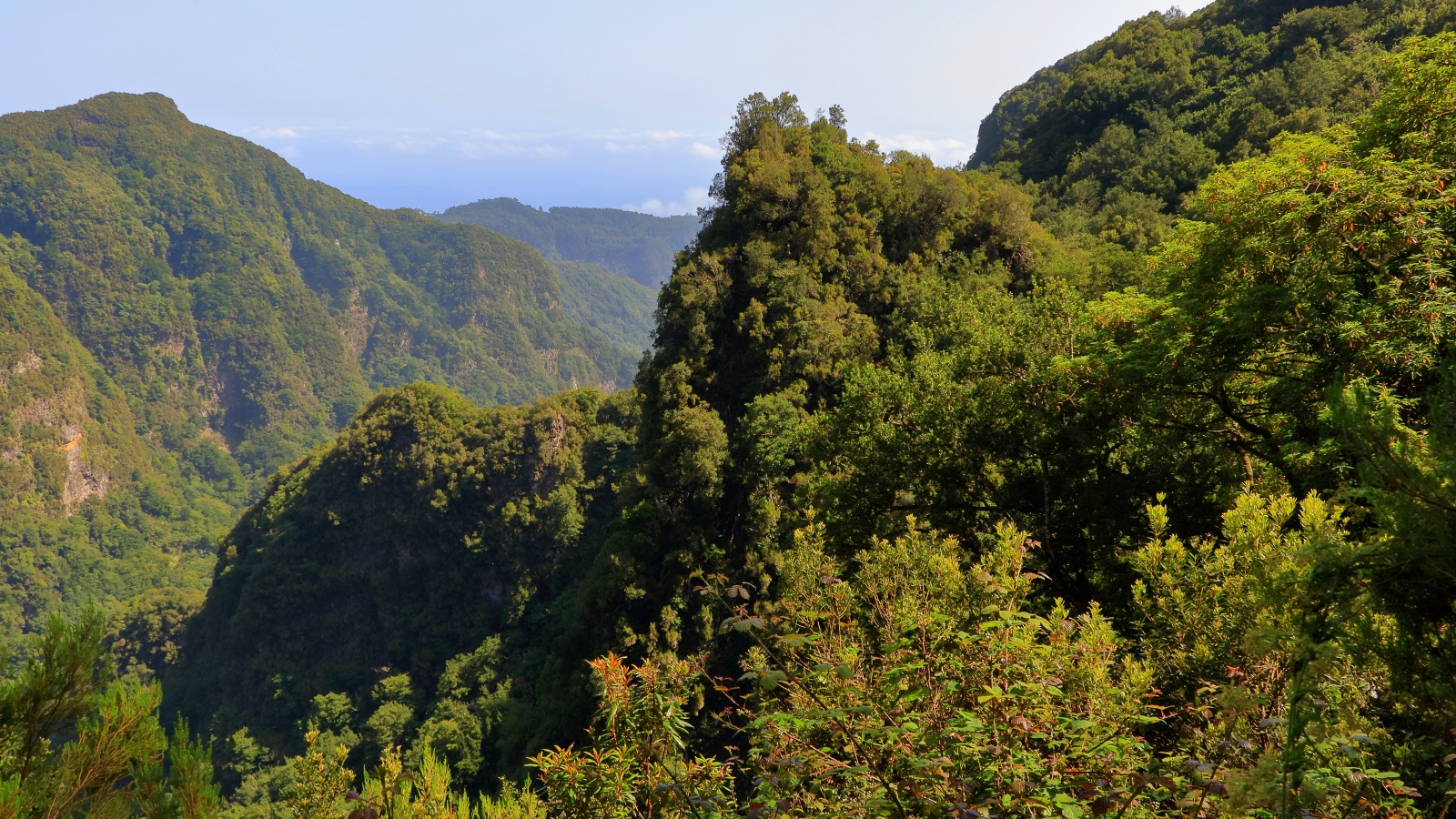 Zelená Madeira