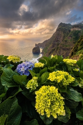 Příroda - Hortenzie na Madeiře