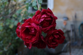 Příroda - Růže