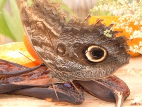 Příroda v detailu - Motýl obrovský