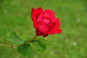 Makro - Růže v červnu