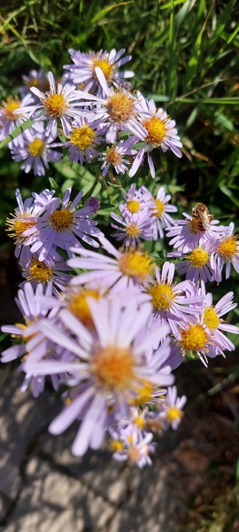 Makro - květy s včelkou