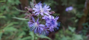 Makro - fialové květy