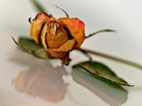 Makro - Růže