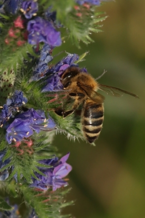 Makro - Včela
