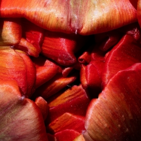 Makro - Masožravý tulipán