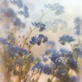 Květiny - Pomněnková