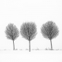 Lukas Najman -Stromy v zimě