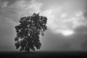 Černobílá - Mlhavé ráno