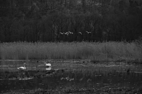 Černobílá - Duben u rybníka 