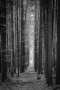 Kristýna Mládková -Temný les