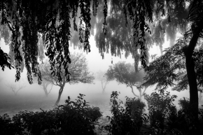 Černobílá - Taje zahrad