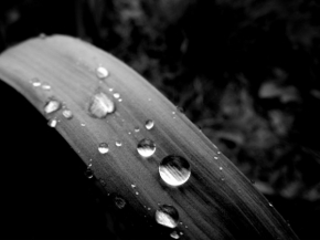 Černobílá - Kapky deště