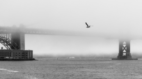 Černobílá - Golden Gate Bridge za mlhy