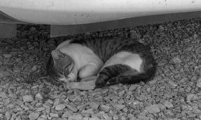 Černobílá - spící kočka