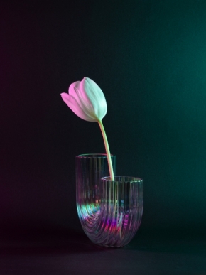 Zátiší - Duhové zátiší s bílým tulipánem
