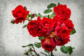 Zátiší - Růže
