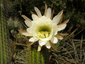 Příroda v detailu - Kaktusový kvet