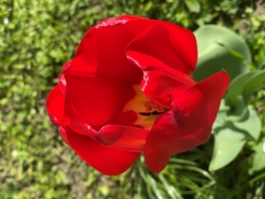 Anna Mulačová - Červený tulipán