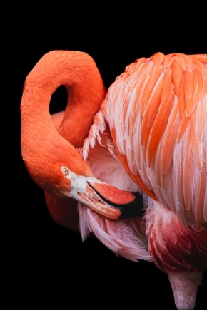 Eva Daučíková - Flamingo
