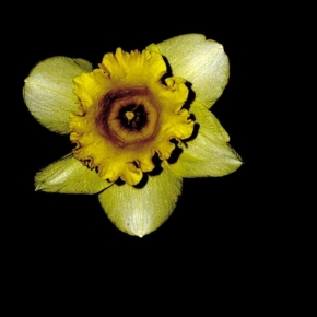 Květiny - NARCIS 