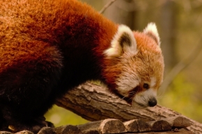 Zvířata - Panda červená