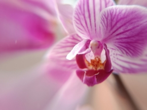 Květiny - Orchidej