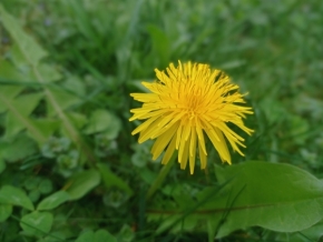 Květiny - žlutá kytka