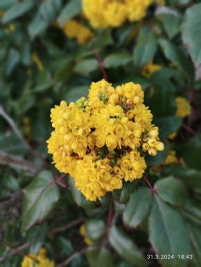 Květiny - žlutá květinka