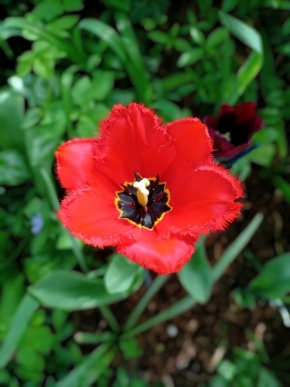 Květiny - červená kytka