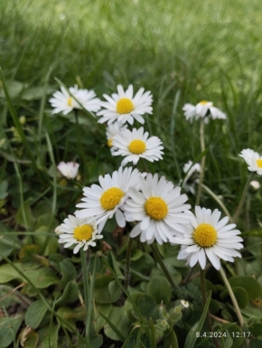 Květiny - Kopretiny