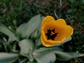 Květiny - temná kytka