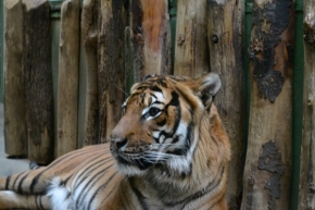 Zvířata - Tygr