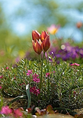 Květiny - Tulipán