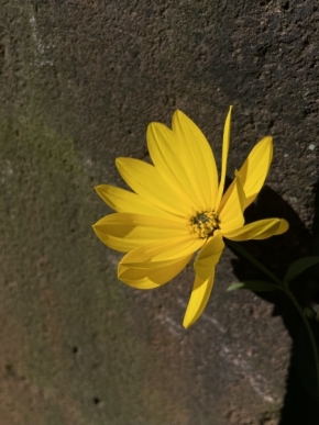 Anežka kasíková - Žlutá květina